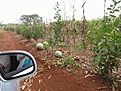 Нажмите на изображение для увеличения.

Название:	Misiones_IMG_1963.jpg
Просмотров:	138
Размер:	131.6 Кб
ID:	341126
