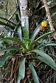 Нажмите на изображение для увеличения.

Название:	Bromelia_IMG_1420.jpg
Просмотров:	144
Размер:	124.0 Кб
ID:	341131