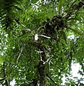 Нажмите на изображение для увеличения.

Название:	Rhipsalis_houlettiana_KVJ036_IMG_1482.jpg
Просмотров:	137
Размер:	141.9 Кб
ID:	341133