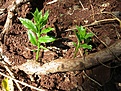Нажмите на изображение для увеличения.

Название:	Pereskia_aculeata_KVJ039_IMG_2104.jpg
Просмотров:	136
Размер:	243.9 Кб
ID:	341144