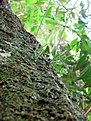 Нажмите на изображение для увеличения.

Название:	Rhipsalis_KVJ039_IMG_2109.jpg
Просмотров:	145
Размер:	115.7 Кб
ID:	341146