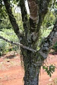 Нажмите на изображение для увеличения.

Название:	Rhipsalis_KVJ041_IMG_1674.jpg
Просмотров:	135
Размер:	183.2 Кб
ID:	341150