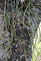 Нажмите на изображение для увеличения.

Название:	Rhipsalis_KVJ041_IMG_1677.jpg
Просмотров:	137
Размер:	199.0 Кб
ID:	341151