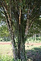 Нажмите на изображение для увеличения.

Название:	Rhipsalis_KVJ041_IMG_1687.jpg
Просмотров:	143
Размер:	208.6 Кб
ID:	341152