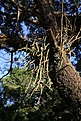Нажмите на изображение для увеличения.

Название:	Rhipsalis_IMG_1733.jpg
Просмотров:	137
Размер:	154.4 Кб
ID:	341154