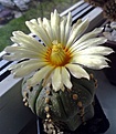 Нажмите на изображение для увеличения.

Название:	Astrophytum_asterias.jpg
Просмотров:	158
Размер:	217.8 Кб
ID:	341157