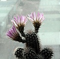 Нажмите на изображение для увеличения.

Название:	Echinocereus baileyi v.albispinus_18.4.14..JPG
Просмотров:	154
Размер:	101.8 Кб
ID:	341158