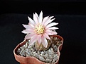 Нажмите на изображение для увеличения.

Название:	Gymnocalycium bruchii ssp.pawlovskyi VG545.JPG
Просмотров:	149
Размер:	40.3 Кб
ID:	341173