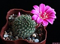 Нажмите на изображение для увеличения.

Название:	Rebutia violaciflora.JPG
Просмотров:	158
Размер:	149.4 Кб
ID:	341176