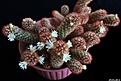 Нажмите на изображение для увеличения.

Название:	Mammillaria elongata.JPG
Просмотров:	156
Размер:	191.5 Кб
ID:	341177