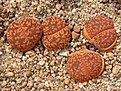 Нажмите на изображение для увеличения.

Название:	Lithops_aucampiae_C011.jpg
Просмотров:	166
Размер:	228.7 Кб
ID:	341184