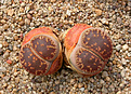 Нажмите на изображение для увеличения.

Название:	Lithops_aucampiae_C325.jpg
Просмотров:	184
Размер:	182.8 Кб
ID:	341185