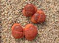 Нажмите на изображение для увеличения.

Название:	Lithops_aucampiae_var_koelemannii_C256.jpg
Просмотров:	191
Размер:	242.8 Кб
ID:	341186
