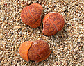 Нажмите на изображение для увеличения.

Название:	Lithops_aucampiae_var_koelemannii_C016.jpg
Просмотров:	188
Размер:	208.4 Кб
ID:	341187