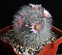 Нажмите на изображение для увеличения.

Название:	Mammillaria bocasana v.roseiflora.JPG
Просмотров:	153
Размер:	232.4 Кб
ID:	341309