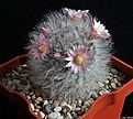 Нажмите на изображение для увеличения.

Название:	Mammillaria bocasana v.roseiflora.JPG
Просмотров:	142
Размер:	232.4 Кб
ID:	341309