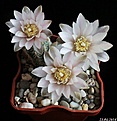Нажмите на изображение для увеличения.

Название:	Gymnocalycium bruchii.JPG
Просмотров:	126
Размер:	172.8 Кб
ID:	341319