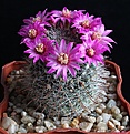 Нажмите на изображение для увеличения.

Название:	Mammillaria zeilmanniana.JPG
Просмотров:	125
Размер:	238.1 Кб
ID:	341320