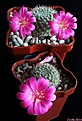 Нажмите на изображение для увеличения.

Название:	Rebutia violaciflora.JPG
Просмотров:	119
Размер:	163.7 Кб
ID:	341323