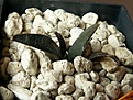 image_25434.jpg
