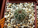 image_25435.jpg