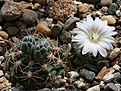 Нажмите на изображение для увеличения.

Название:	Gymnocalycium_bruchii_matznetteri_VG1172_Padre_liquena_Cord_1817m_.jpg
Просмотров:	434
Размер:	214.7 Кб
ID:	341420