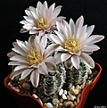 Нажмите на изображение для увеличения.

Название:	Gymnocalycium bruchii.JPG
Просмотров:	153
Размер:	184.9 Кб
ID:	341425