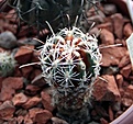 Нажмите на изображение для увеличения.

Название:	Sclerocactus pubispinus RP129_3y_2.14.JPG
Просмотров:	441
Размер:	102.9 Кб
ID:	341476