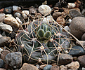 Нажмите на изображение для увеличения.

Название:	Gymnocalycium_andreae_VG274_Co_de_los_Linderos_Cord.jpg
Просмотров:	111
Размер:	217.7 Кб
ID:	341502