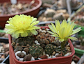 Нажмите на изображение для увеличения.

Название:	Gymnocalycium_andreae_VG833_La_Posta_Cord.jpg
Просмотров:	109
Размер:	196.6 Кб
ID:	341503