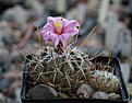 Нажмите на изображение для увеличения.

Название:	Thelocactus_conothelos_SB302.jpg
Просмотров:	143
Размер:	186.4 Кб
ID:	341515