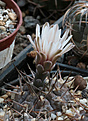 Нажмите на изображение для увеличения.

Название:	Gymnocalycium_riojense_piltziorum_JL60.jpg
Просмотров:	147
Размер:	170.8 Кб
ID:	341517