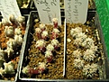 Нажмите на изображение для увеличения.

Название:	IMG_5348.JPG
Просмотров:	199
Размер:	127.5 Кб
ID:	341562