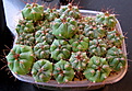 Нажмите на изображение для увеличения.

Название:	L_G.nigriareolatum_v.densispinum_STO89-257...jpg
Просмотров:	185
Размер:	204.5 Кб
ID:	341576