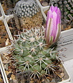 Нажмите на изображение для увеличения.

Название:	Mammillaria_schumannii_226_2.JPG
Просмотров:	280
Размер:	122.7 Кб
ID:	341711