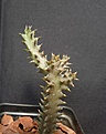 Нажмите на изображение для увеличения.

Название:	Edithcolea grandis_18months_5.12.JPG
Просмотров:	266
Размер:	211.8 Кб
ID:	341743