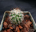 Нажмите на изображение для увеличения.

Название:	Mammillaria huitzilopochtlii niduliformis_5.12.JPG
Просмотров:	231
Размер:	155.1 Кб
ID:	341748