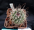 Нажмите на изображение для увеличения.

Название:	Mammillaria papasquiarensis_7y_5.12.JPG
Просмотров:	200
Размер:	138.6 Кб
ID:	341749