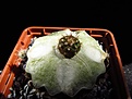 Нажмите на изображение для увеличения.

Название:	Discocactus_griseus4.jpg
Просмотров:	219
Размер:	67.1 Кб
ID:	341766