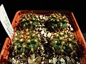Нажмите на изображение для увеличения.

Название:	Discocactus_griseus3.jpg
Просмотров:	249
Размер:	109.4 Кб
ID:	341767
