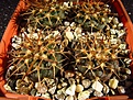 Нажмите на изображение для увеличения.

Название:	Discocactus_griseus.jpg
Просмотров:	198
Размер:	144.8 Кб
ID:	341785