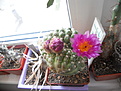 Нажмите на изображение для увеличения.

Название:	Notocactus ubelmannianus crest c.jpg
Просмотров:	145
Размер:	177.2 Кб
ID:	341823
