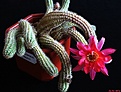 Нажмите на изображение для увеличения.

Название:	Chamaecereus sylvestrii hybrid..JPG
Просмотров:	109
Размер:	198.7 Кб
ID:	341862