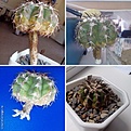 Нажмите на изображение для увеличения.

Название:	DiscocactusmulticolorispinusHU-542_.jpg
Просмотров:	216
Размер:	74.6 Кб
ID:	341877