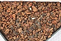 Нажмите на изображение для увеличения.

Название:	seed-IMG_0318.jpg
Просмотров:	452
Размер:	111.0 Кб
ID:	341878
