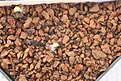 Нажмите на изображение для увеличения.

Название:	seed-IMG_0317.jpg
Просмотров:	448
Размер:	120.3 Кб
ID:	341879