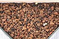 Нажмите на изображение для увеличения.

Название:	seed-IMG_0322.jpg
Просмотров:	416
Размер:	120.5 Кб
ID:	341883