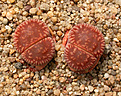 Нажмите на изображение для увеличения.

Название:	Lithops_aucampiae_ssp_euniceae_LMP4.jpg
Просмотров:	179
Размер:	208.8 Кб
ID:	341965