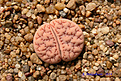 Нажмите на изображение для увеличения.

Название:	Lithops_gracilidelineata_C374.jpg
Просмотров:	166
Размер:	164.6 Кб
ID:	341966