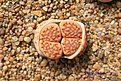 Нажмите на изображение для увеличения.

Название:	Lithops_hallii_Geelkop.jpg
Просмотров:	181
Размер:	139.2 Кб
ID:	341967